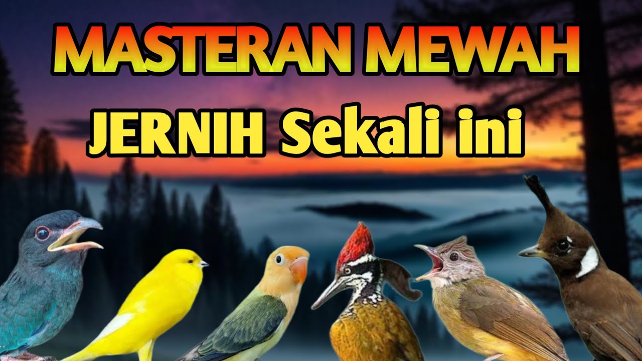 MASTERAN MURAI JERNIH FULL ISIAN TEMBAKAN YANG MEWAH MATERI TEMBUS JELAS BIKIN MURAI JUARA
