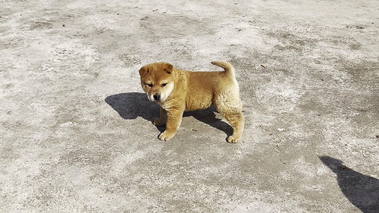 花800买只中华田园犬，家里人都说贵了，朋友看到却说赚了 #中华田园犬