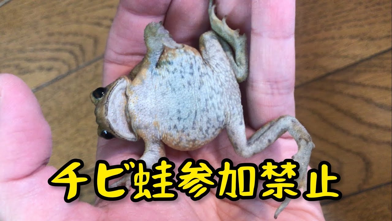 MUST WATCH!TOAD FIGHTERS ②//餌を前にしたカエルが可愛すぎる