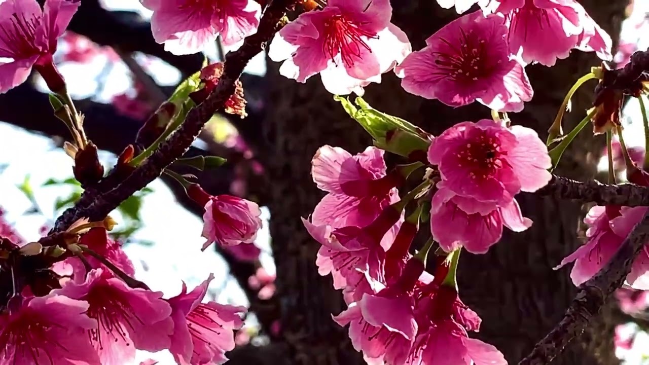 新竹麗池公園櫻花季｜￼ 園區內超過八百株櫻花盛開