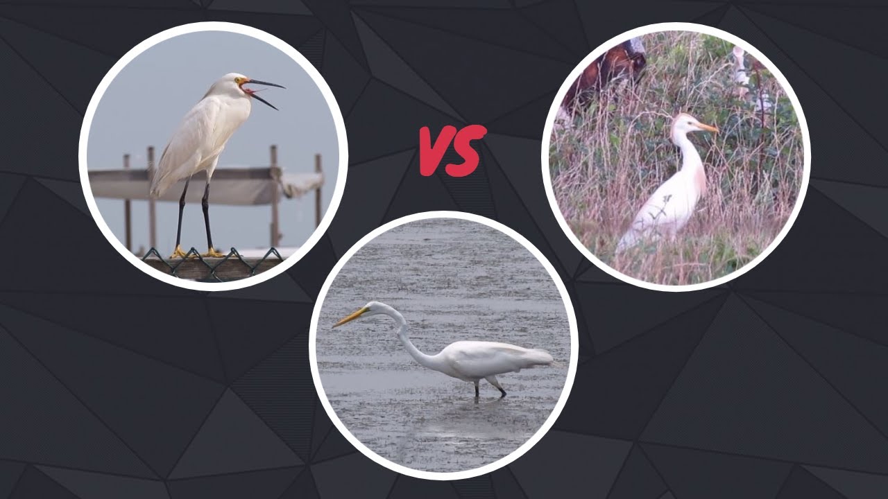 Snowy Egret vs Great Egret vs Cattle Egret | Comparison of the 3 White egrets of NA