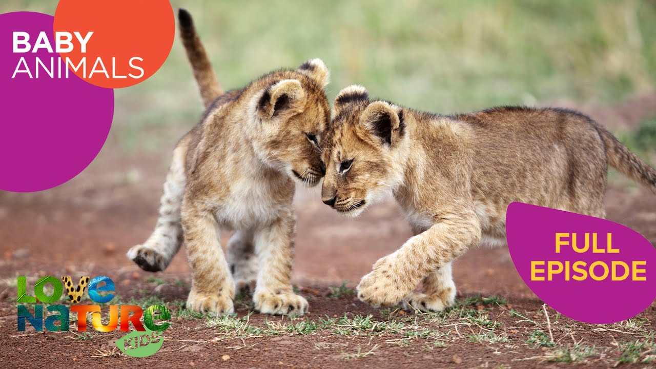 Baby Animal Predators: Lions, Cheetahs, Foxes | Baby Animals 105