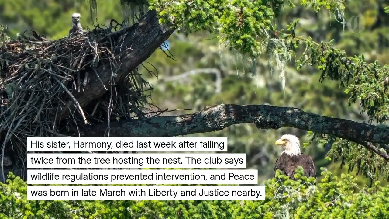 Beloved Vancouver eaglet Peace fails to return to nest after first flight