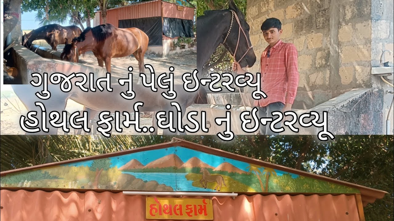 ગુજરાત નું પેલું ઇન્ટરવ્યૂ ઘોડા નું હોથલ ફાર્મ એભલ ખૂટી 🐎ઘોડા નો રેશ સીસલી Villge #vlog #horsh 