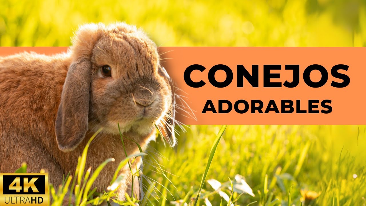 🐰 V&iacute;deos de CONEJOS Tiernos Y Bonitos 😍  Conejitos Adorables en 4K