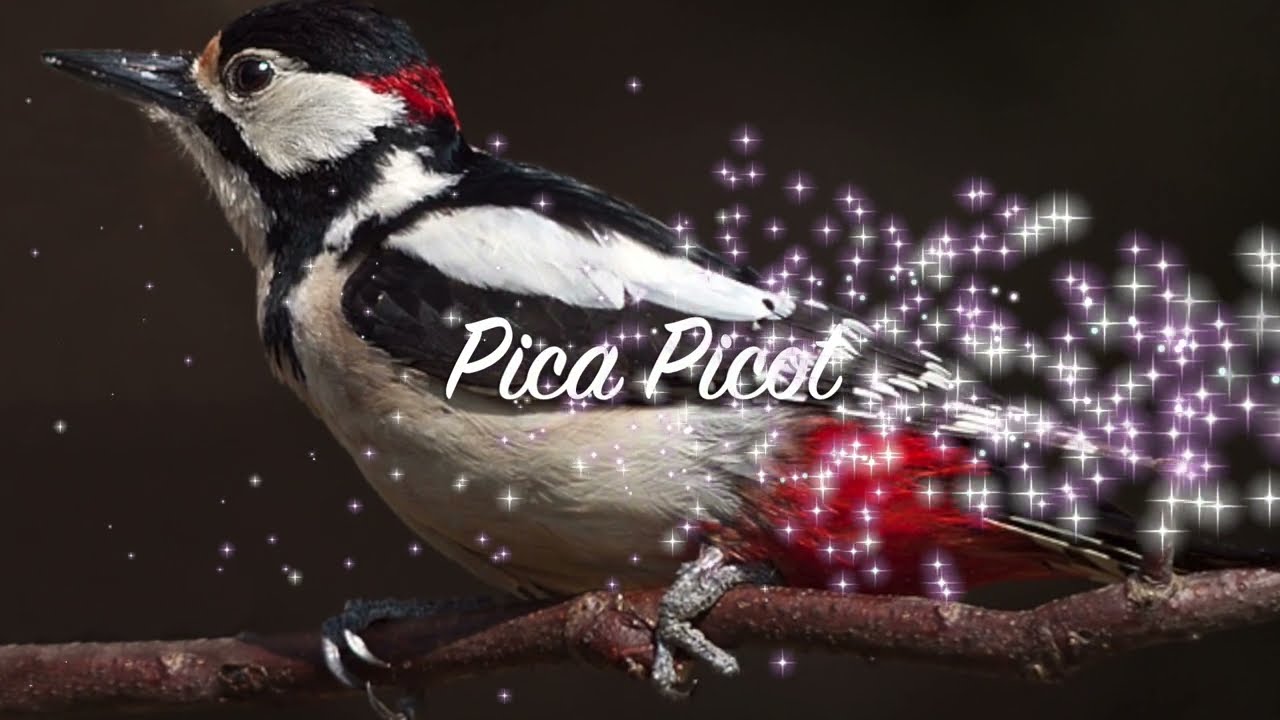Pica Picot - Obligada de Trompeta