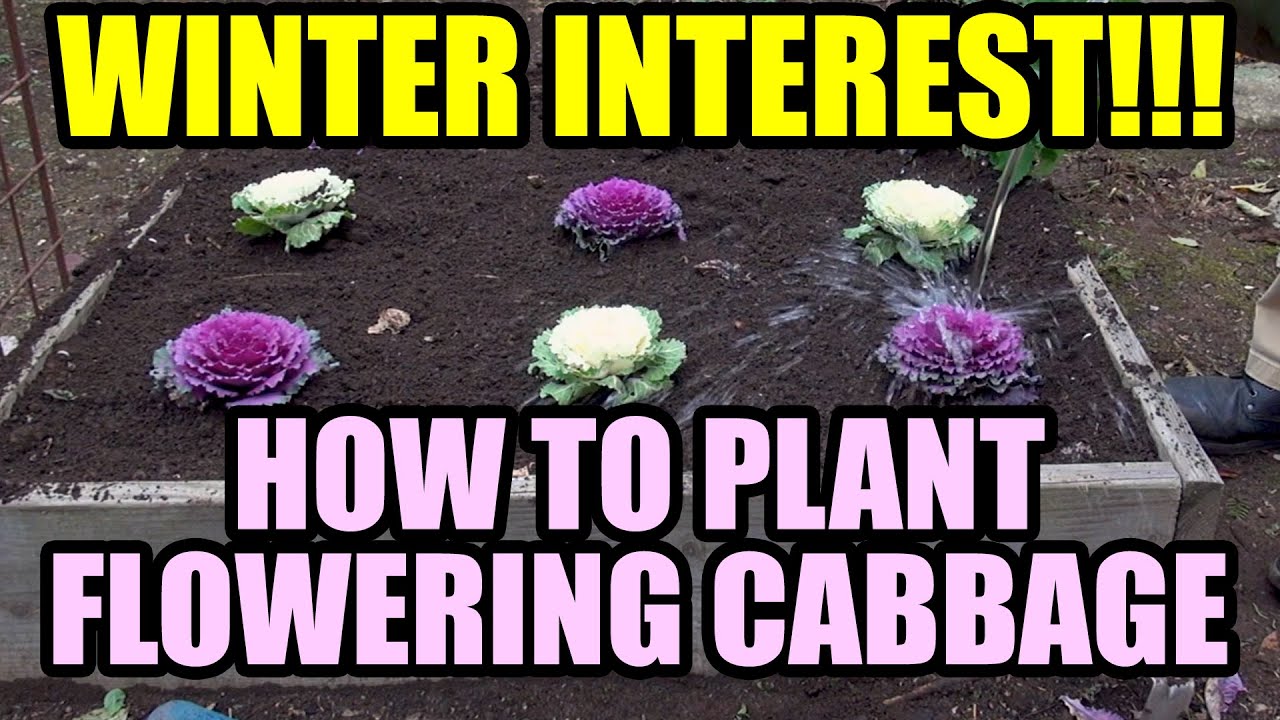 HOW TO PLANT FLOWERING CABBAGE AND FLOWERING KALE