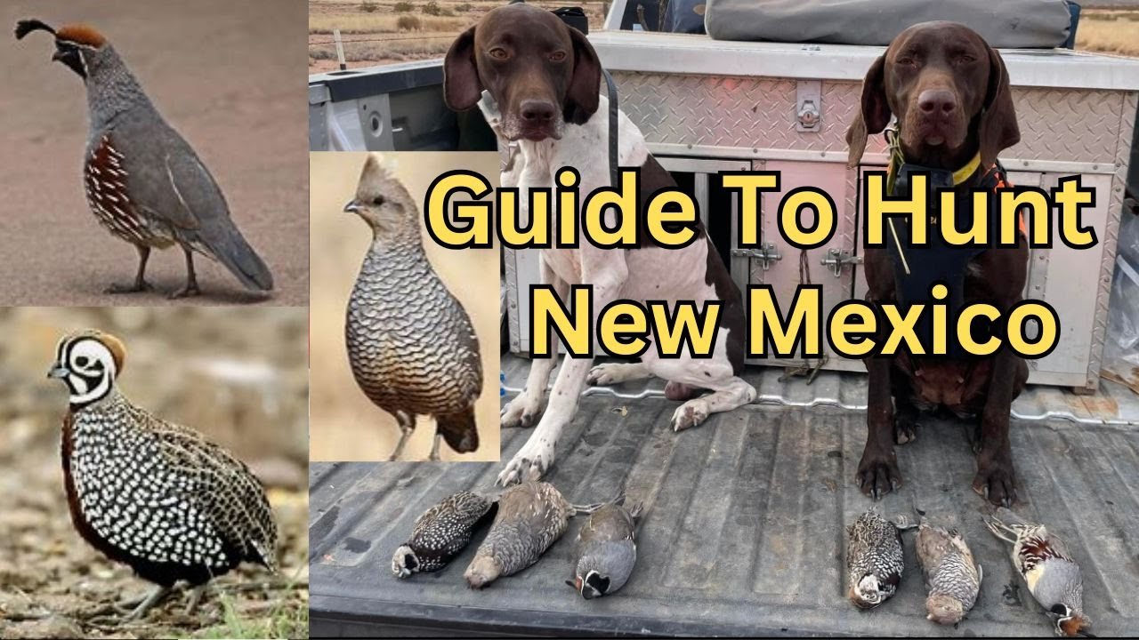 New Mexico Guide to Hunting Montezuma, Gambel, and Scaled Quail