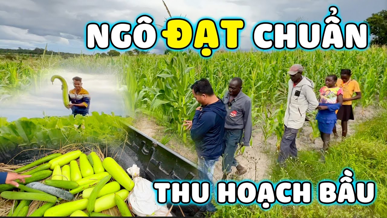 Thế Nhân || Ngô 