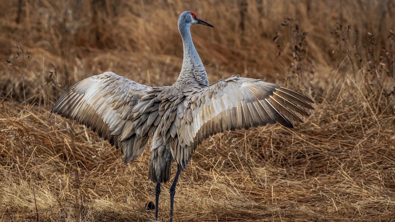 Sandhills of Bombay