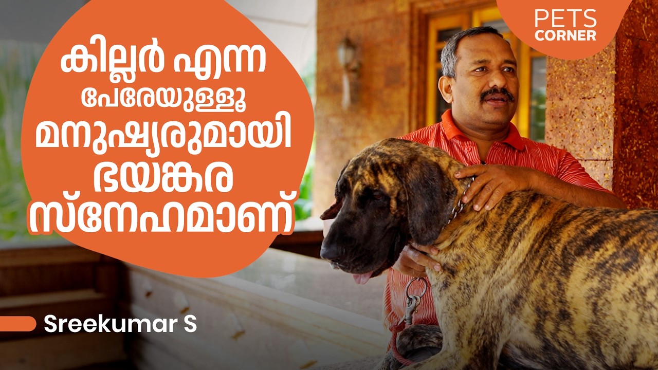 കില്ലര്‍ എന്ന പേരേയുള്ളൂ  മനുഷ്യരുമായി ഭയങ്കര സ്നേഹമാണ്.. Sreekumar S @keralapetscorner​