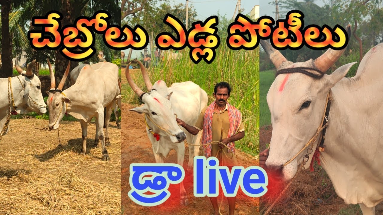 శ్రీ పెద్దింటమ్మ తల్లి ఆశీస్సులతో చేబ్రోలు మల్లవరం రోడ్ ఎడ్ల పరుగు పందాలు#virel#bulls