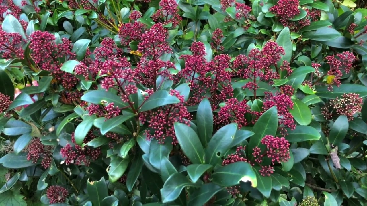 Skimmia japońska w październiku
