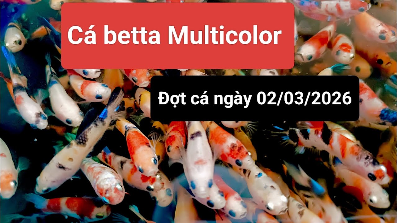 Cá betta Multicolor và cá betta thuỷ sinh, thức ăn dinh dưỡng cho cá betta