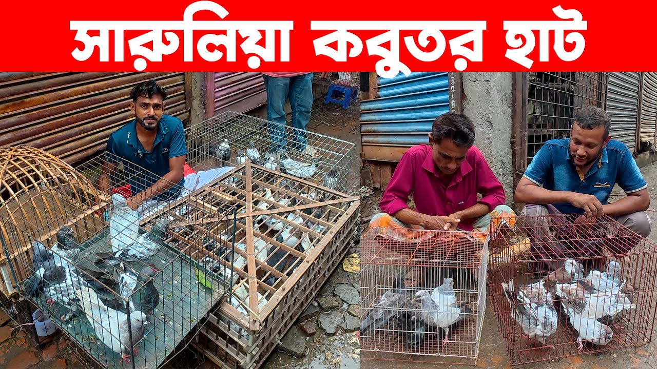 সারুলিয়া কবুতর হাট ৭-৮-২০২৫ | kobutor hat 2025 | today pigeon market in bd | Saroliya kobutor hat