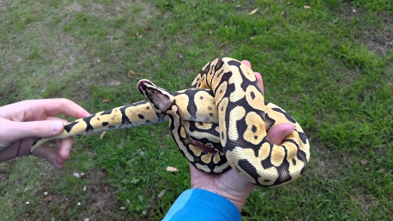 Ball Python Morph: Super pastel
