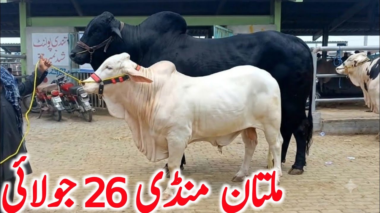 Multan Cattle Markeet Today Latest Update Qurbani 2026 Animals | Global Village Farming 