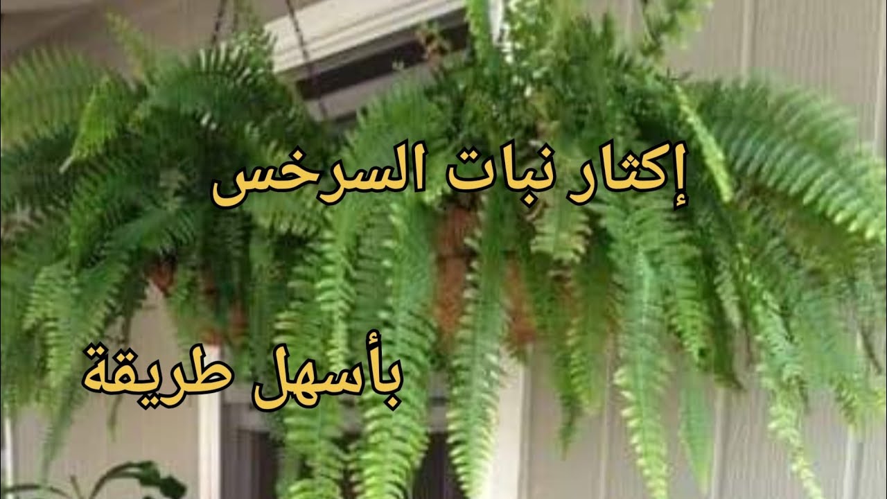 غرس وإكثار نبات السرخس او الخنشار بطريقة سهلة وبسيطة فضاء النباتات تقدم لكم الأبسط دائما