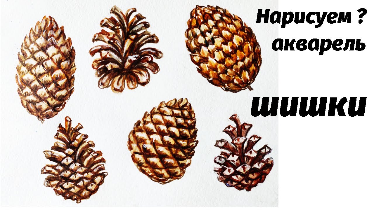 Как нарисовать шишки акварелью // Short watercolor painting tutorial: pine cones