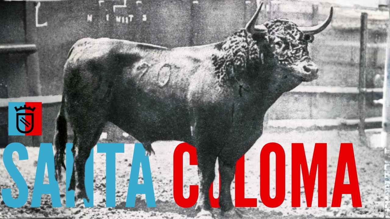 🐂 El encaste Santa Coloma 🐂