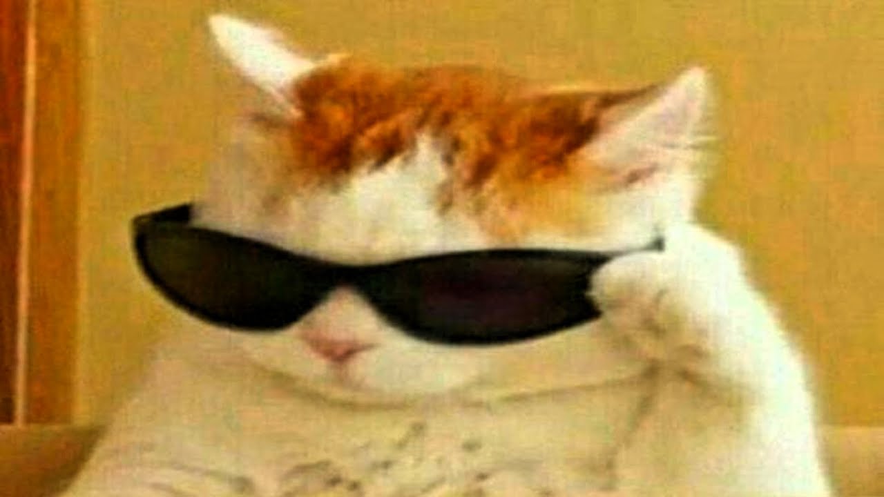 proof cats rule the world | compilation