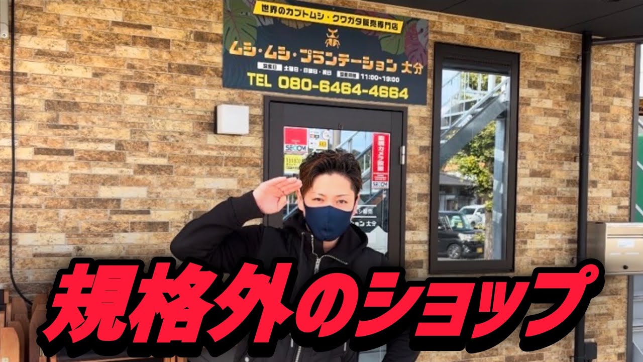日本全国の優秀な個体が集結するクワカブショップがヤバ過ぎる