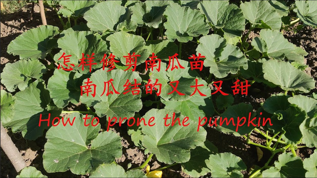 【我的有机小菜园】怎样修剪南瓜，南瓜结的又大又甜