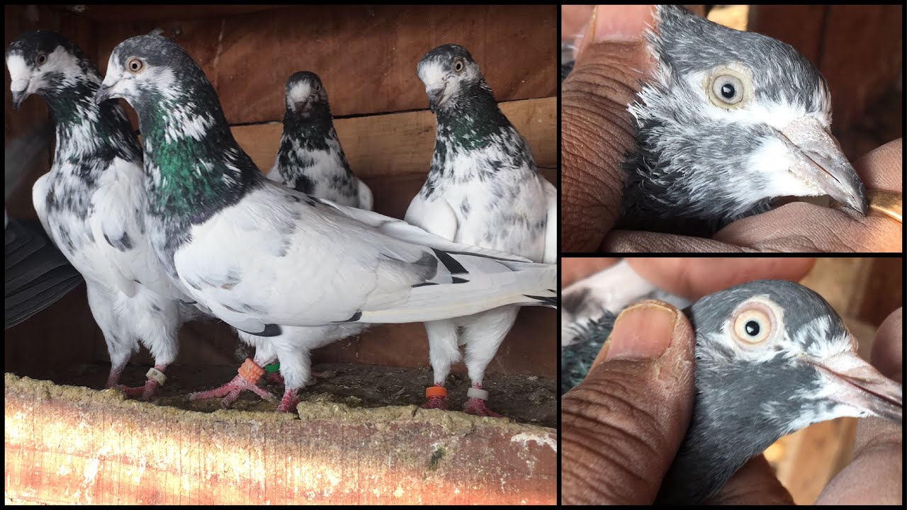 The High Quality Teddy Kabutar Of Dr. Ashish Gupta( Raji) J&K INDIA No. 2