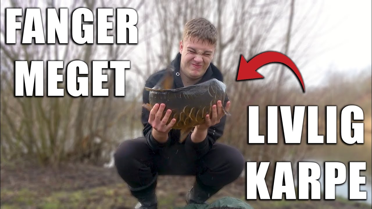 Fanger MEGET livlig karpe!?