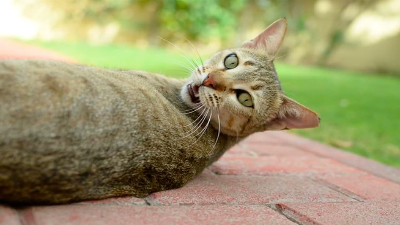 Arabian Mau Cat Compilation and Mix