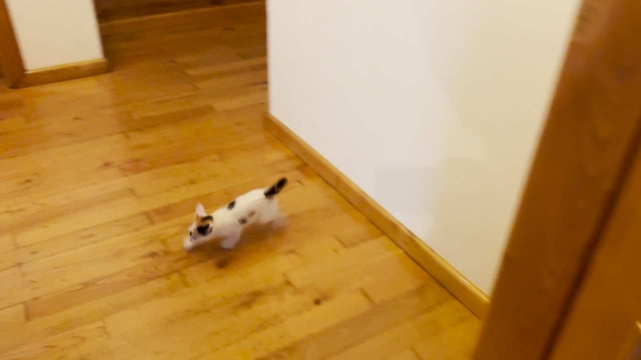 It would take 1 million years to see this again. No one's seen a cat do this before