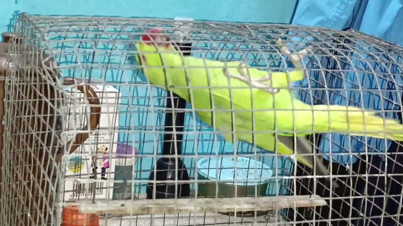 मिठु आज उल्टा क्यों लटका हुआ है 😍🦜❤#loveyouleo #parrot #talkingparot #mithumithu #mithutota 2025