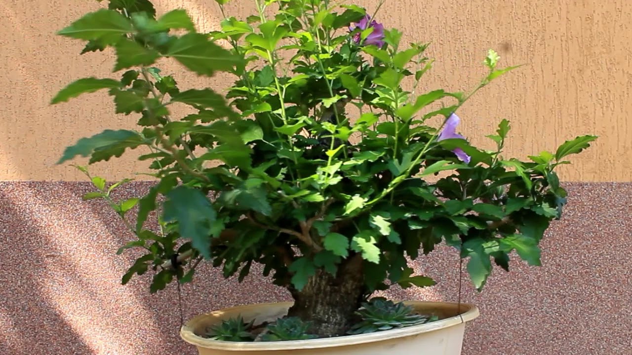Bonsai rose of Sharon  - The flowering yamadori (Mályvacserje bonsai)