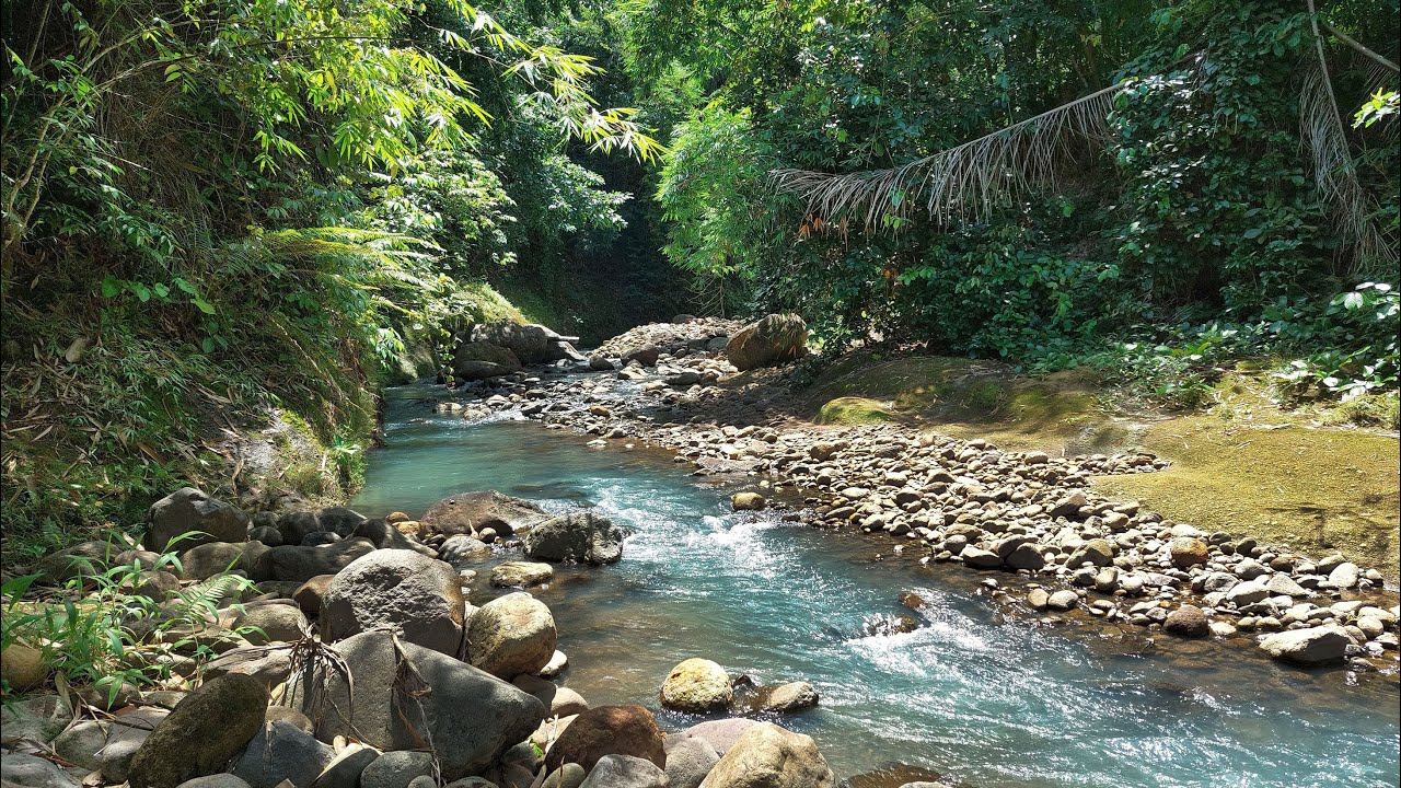 Natural Forest River Sounds Surrounded by Lush Greenery | Deep Focus & Relaxation