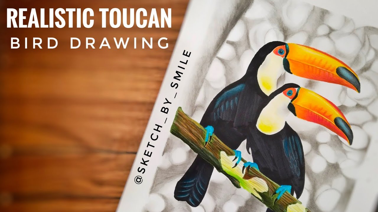 How to draw realistic Toucan 🐦 bird drawing using pencil colour. #art #toucanbird #drawing 