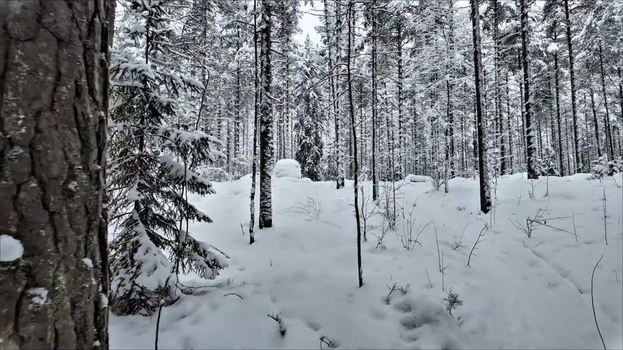 ❄️ Magical Winter Walk in Finland 4K – Relaxing Snowfall in the Forest✨