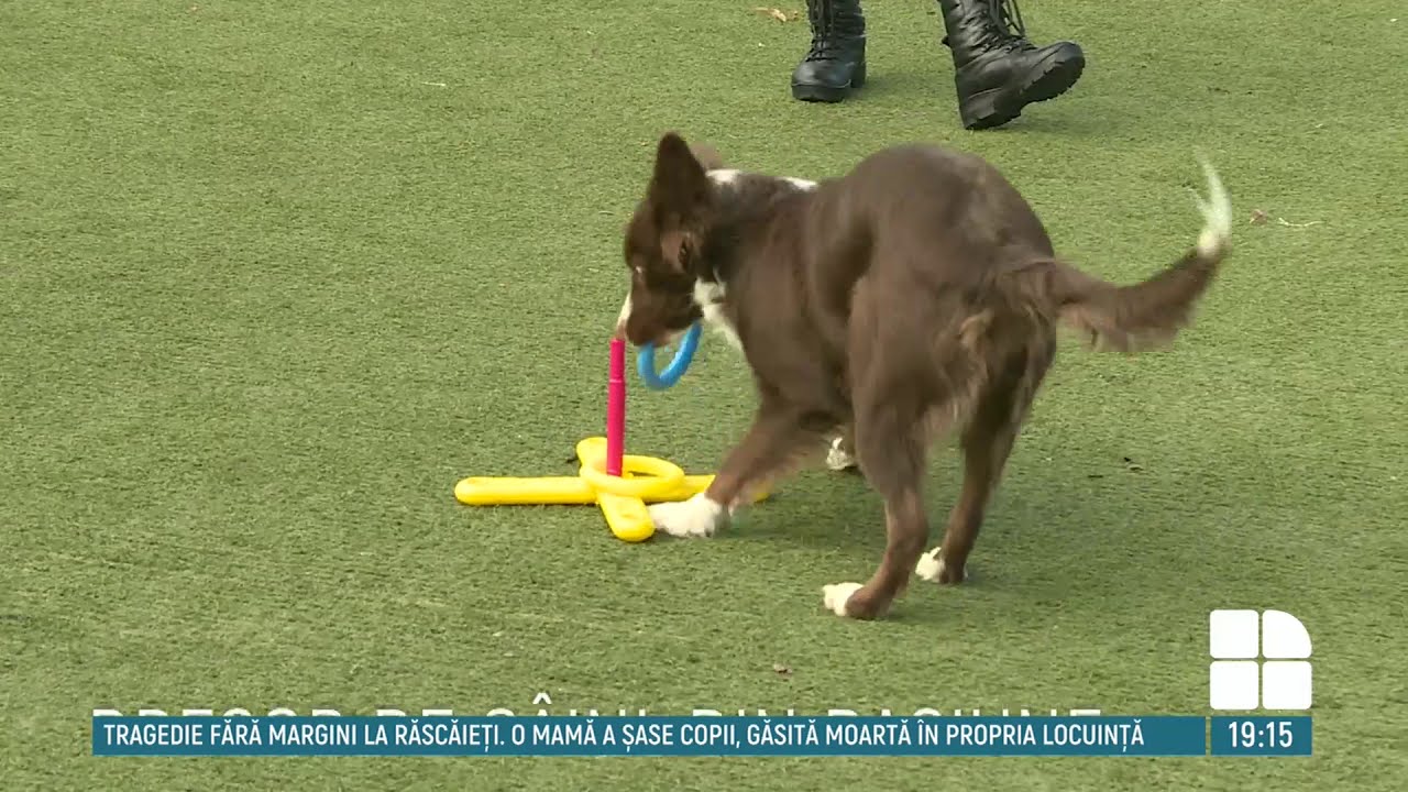 Află povestea lui Ghenadie Rotaru, de 30 de ani dresor de c&acirc;ini