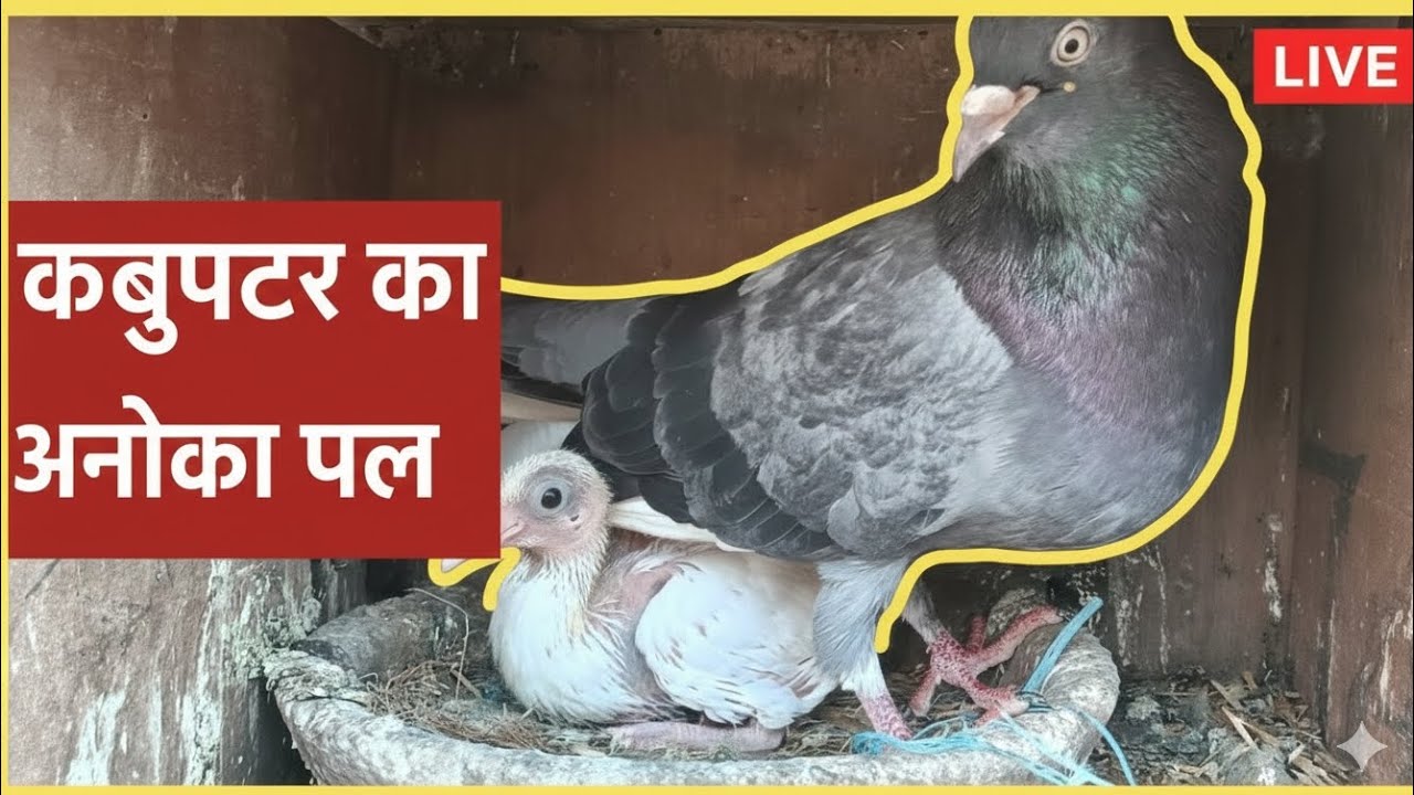कबूतर और उसका बच्चा LIVE | Amazing Pigeon Nest Scene