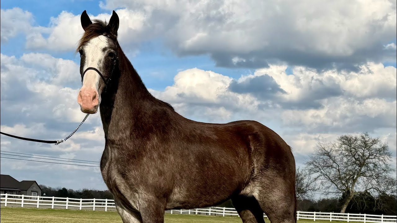 SMOKE - www.classichorseauction.com