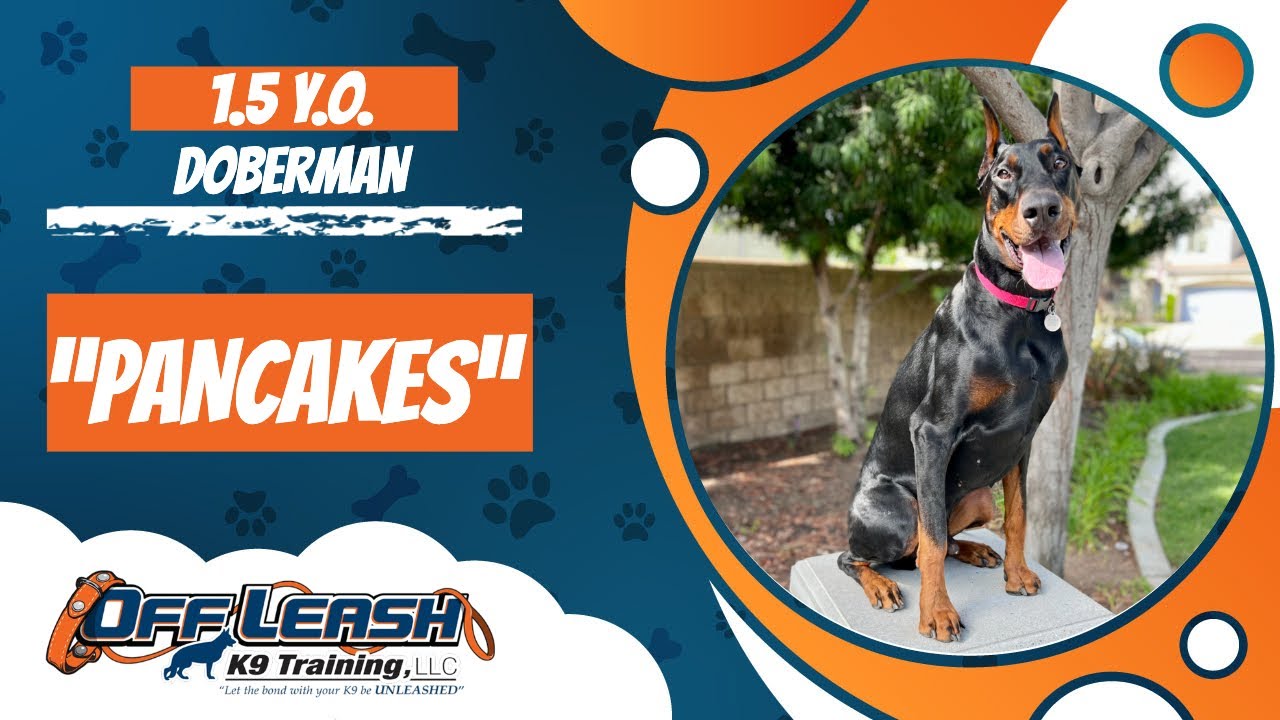 DOBERMAN 🐶🦮Off leash Dog Training / Obedience Training 🦮🐶