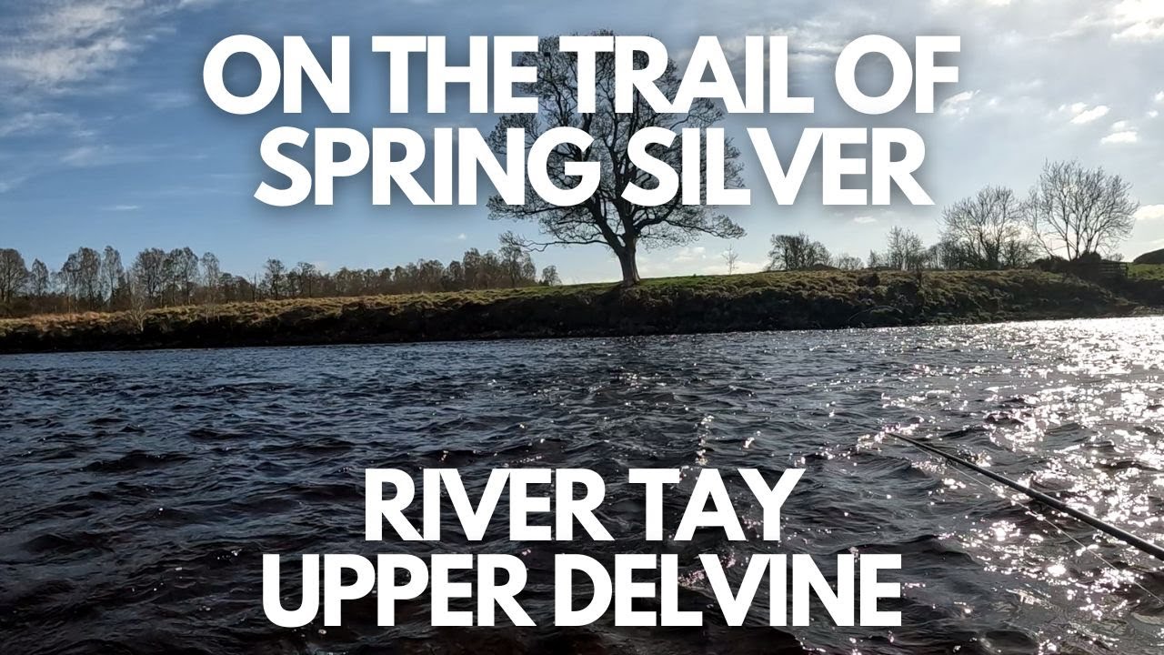🎣🌞 The Spring Salmon Hunt Continues On The Tay 💨🐟
