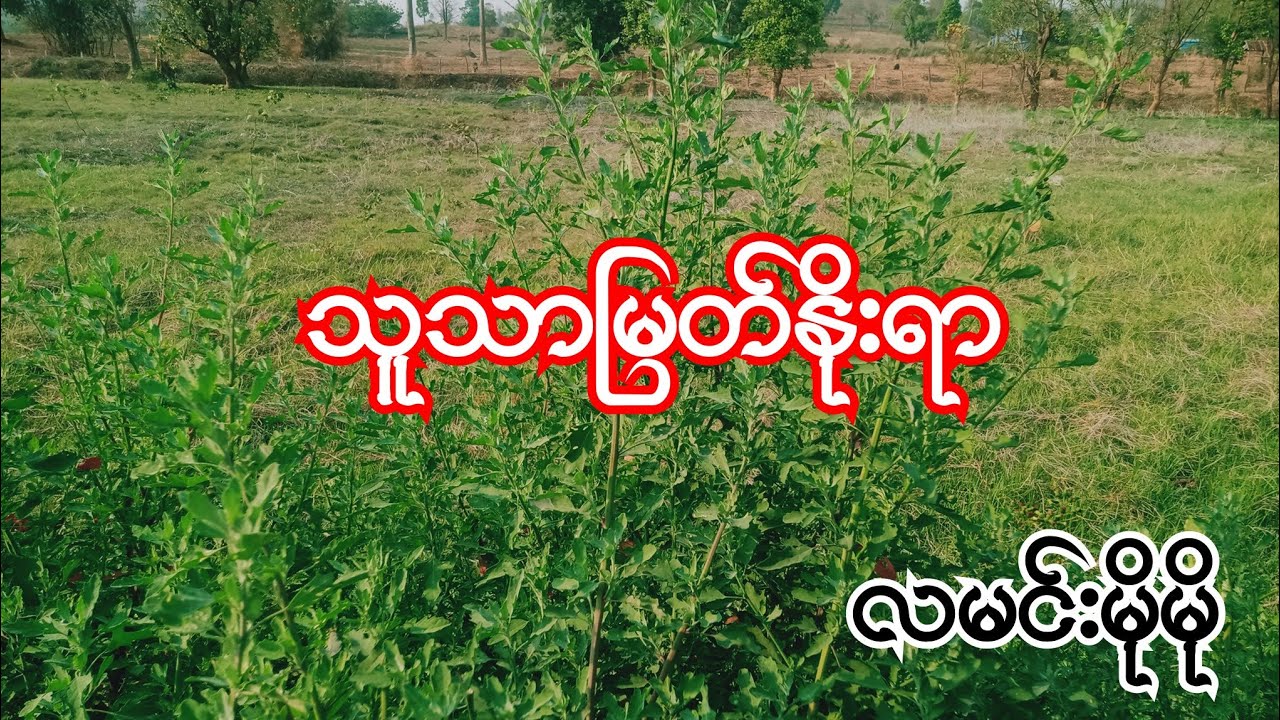 Burmese Audio story part44 သူသာမြတ်နိုးရာ လမင်းမိုမို
