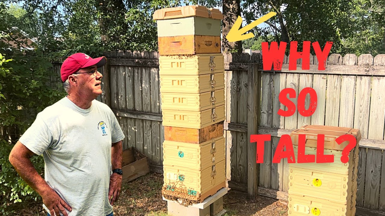 Busy Backyard Bees in Apimaye Hives During a Honey Flow