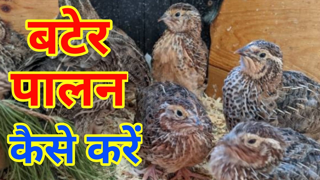 बटेर पालन | Bater Palan ki jankari | Bater Palan kaise karen | Bater Farming | Quail Farming