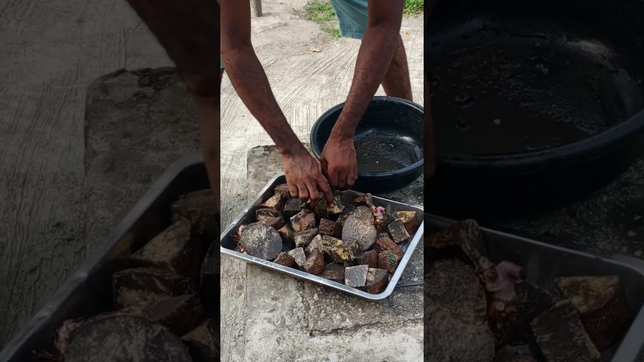 PREPARING YAM MINISETS FOR PLANTING