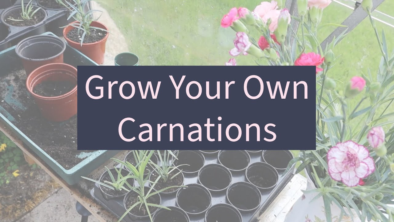 How To Grow Carnations - Grow Your Own #carnations #carnation #growyourown