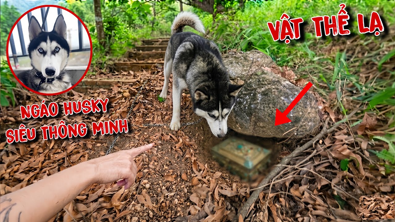 Husky Ngáo Thông Minh Đánh Hơi Phát Hiện VẬT THỂ LẠ Ở Sau Nhà Mới ! Kinh Quá | Dương KC