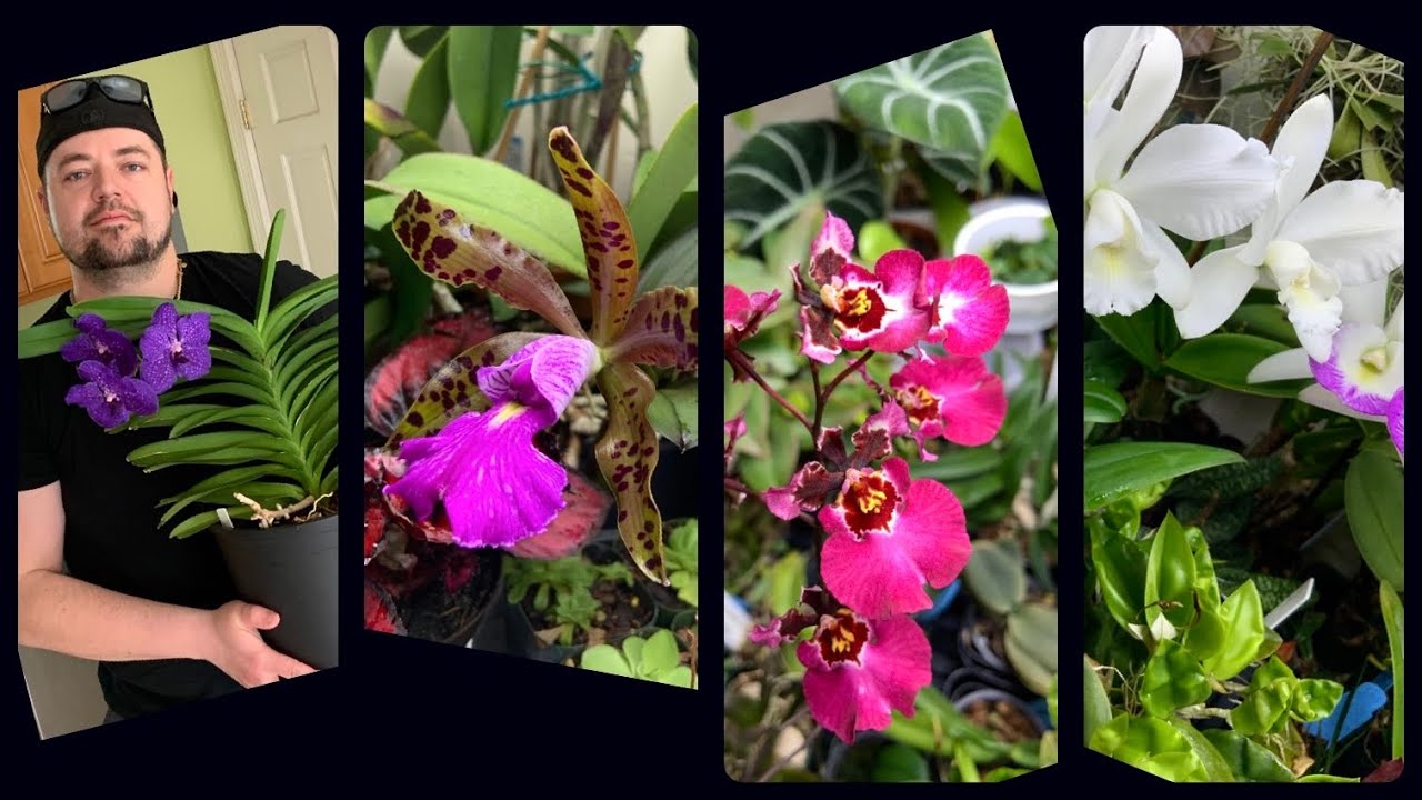 Plant Rant! - Orchid Bloom Tour (Cattleyas, Tolumnias, Vandas, & more!)