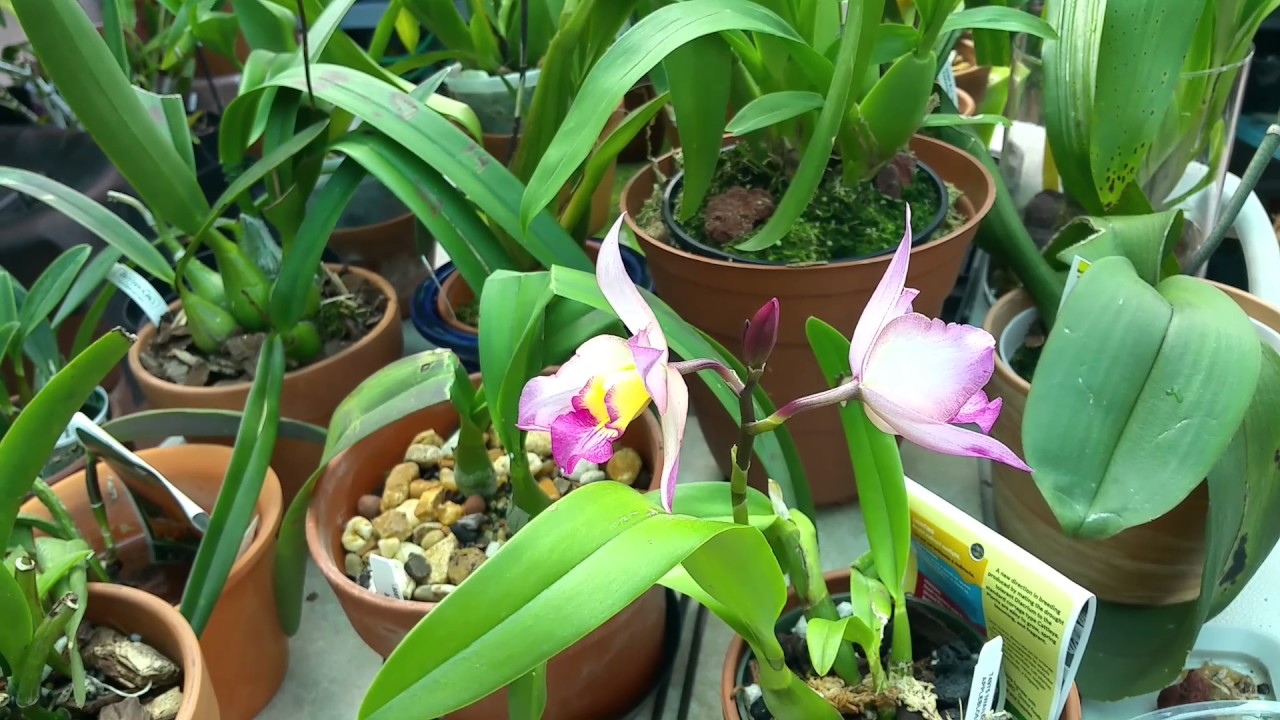 Iwanagara Apple Blossom Orchid