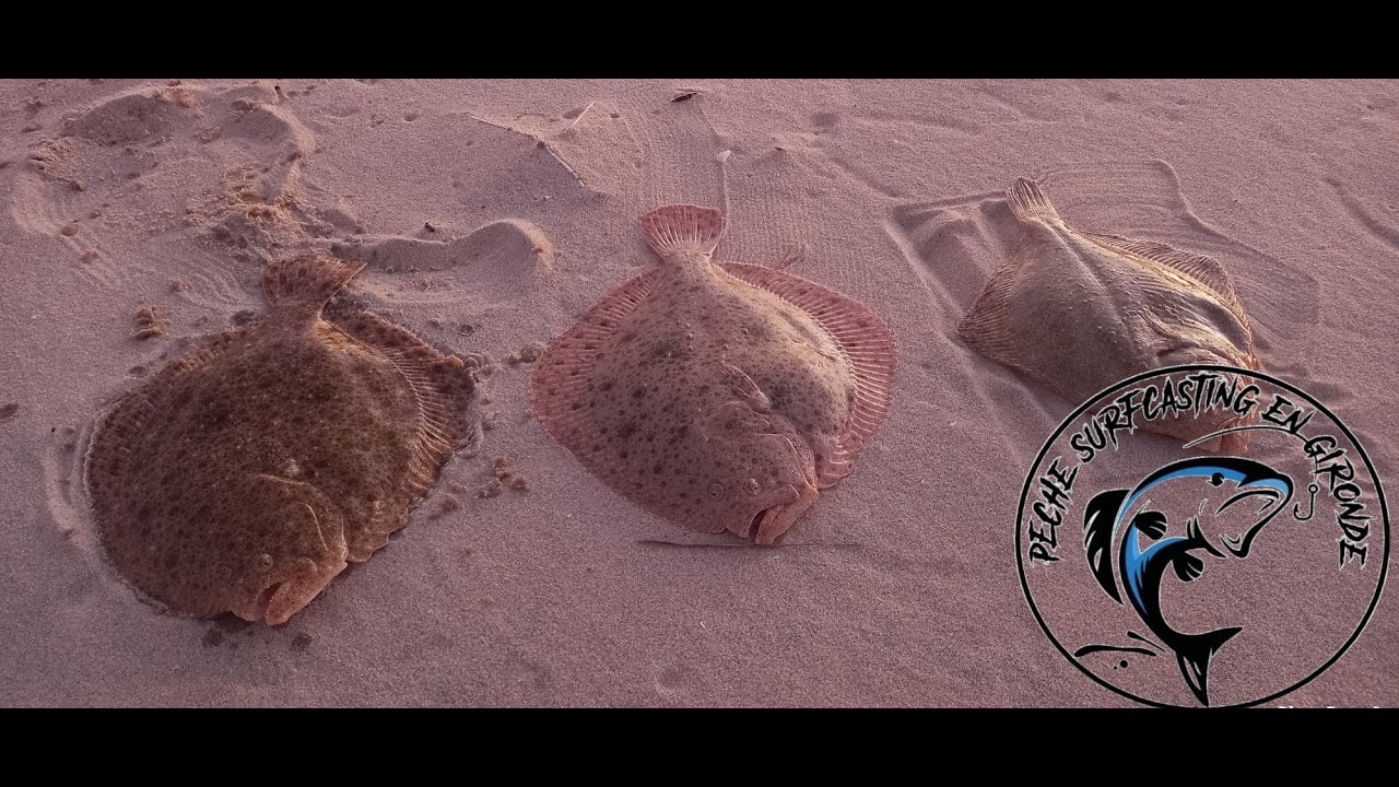 INCROYABLE PÊCHE DE TURBOTS DU BORD EN SURFCASTING HIVER 2022 BASSIN D'ARCACHON #MIMIMAGICBASSIN33